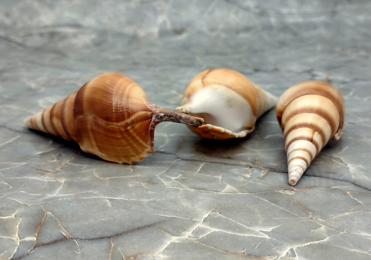 Arabian Tibia Curta Conch Sea Shell - Tibia Insulaechorab - (3 shells approx. 4-5 inches). Three brown ombre spiral shells laying near eachother. Copyright 2022 SeaShellSupply.com .