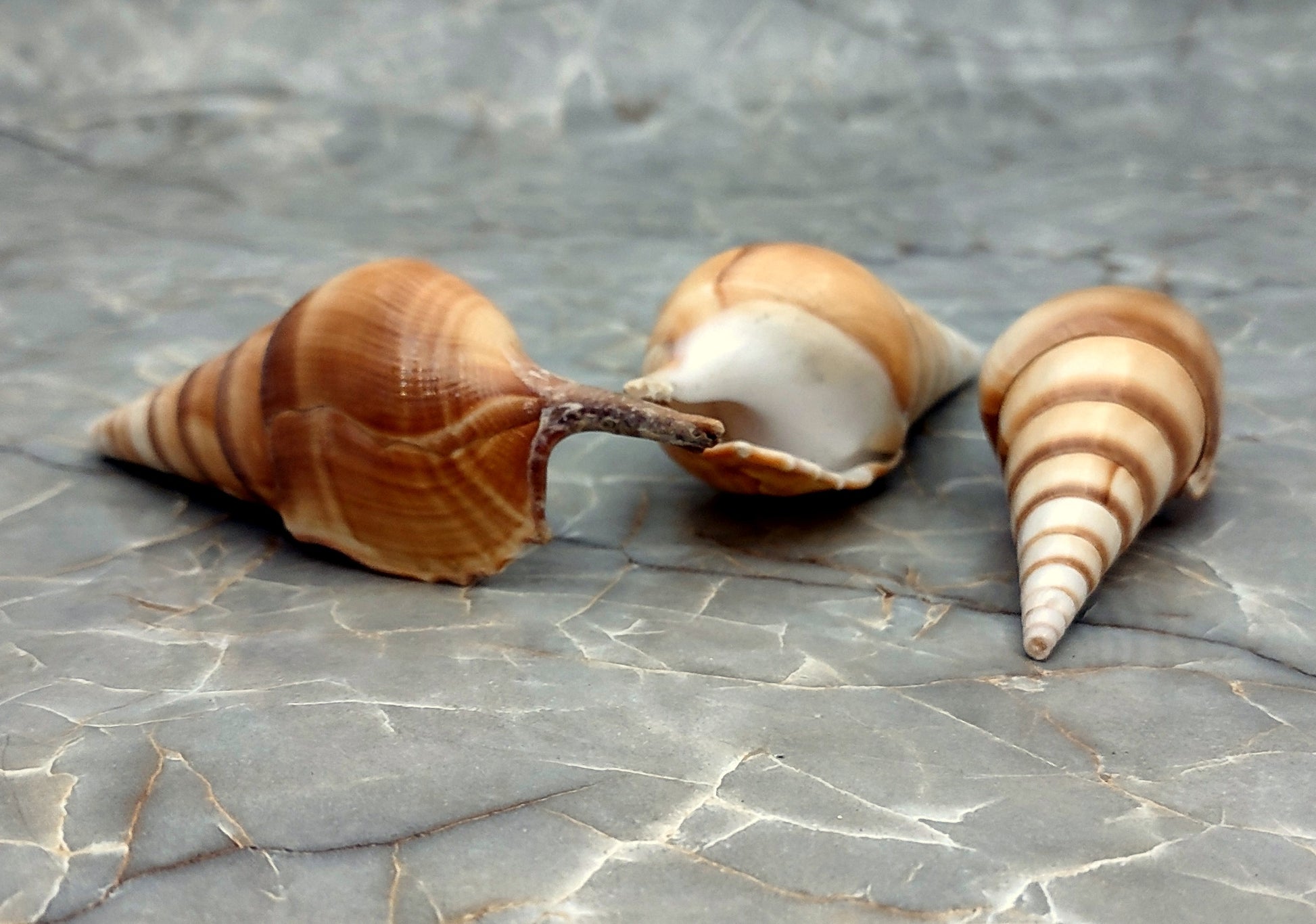 Arabian Tibia Curta Conch Sea Shell - Tibia Insulaechorab - (3 shells approx. 4-5 inches). Three brown ombre spiral shells laying near eachother. Copyright 2022 SeaShellSupply.com .