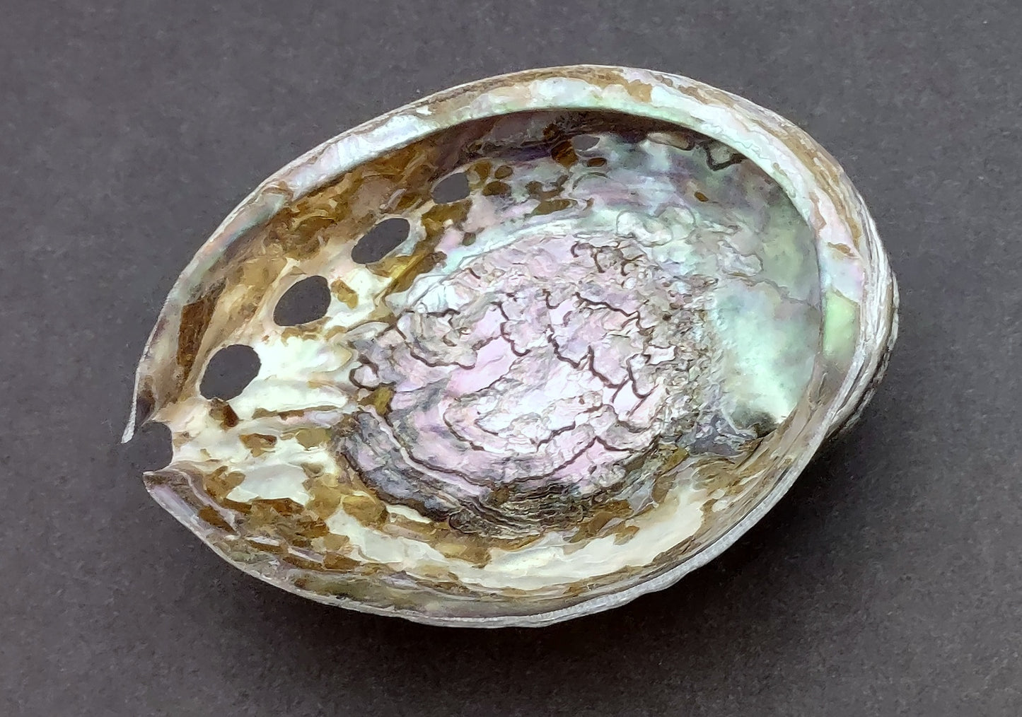 Polished Pink Abalone (5-6") Haliotis Corrugata. Spiral shell with ribbing along one edge and a spiral shape. Copyright 2022 SeaShellSupply.com .