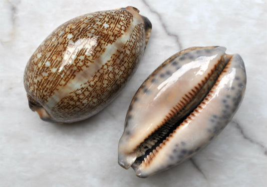 Cowrie Seashells – seashellmart