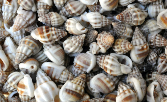 Nassa Persica (Persian) - (approx. 135-150 shells .625-.75 inches). Multiple earthly colored spiral shells in a pile. Copyright 2022 SeaShellSupply.com.