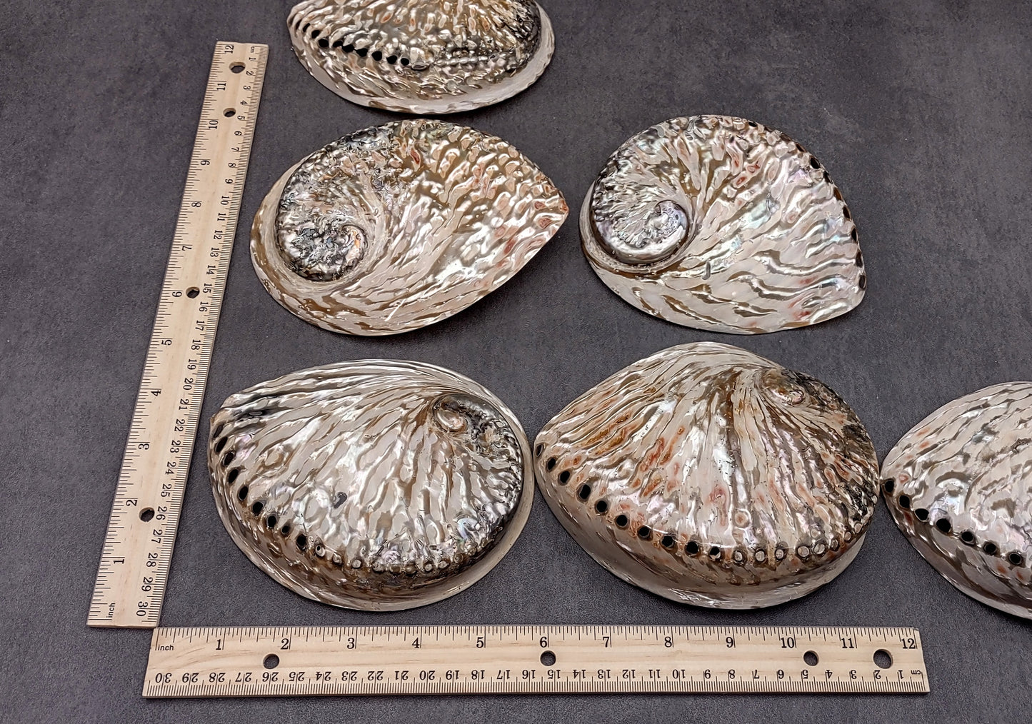 Polished White Abalone Midas Seashell Haliotis Midae (1 shell approx. 5+ inches) Iridescent shell polished for display, crafts & collecting!