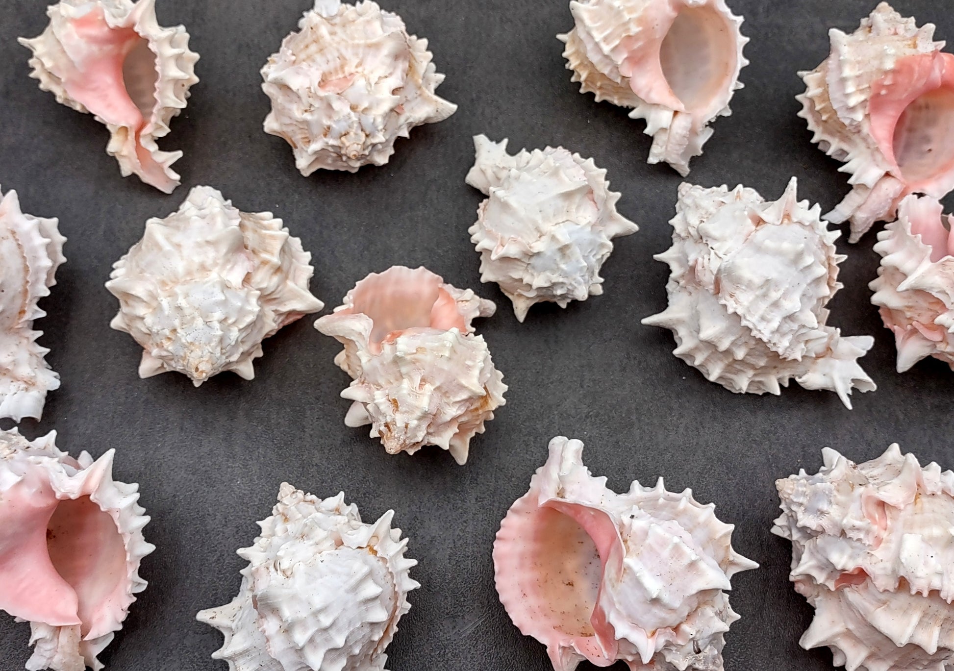 Pink Murex Shell Murex Erythrostomus (2 shells approx. 3+ inches) BL-178 Copyright 2022 SeaShellSupply.com.