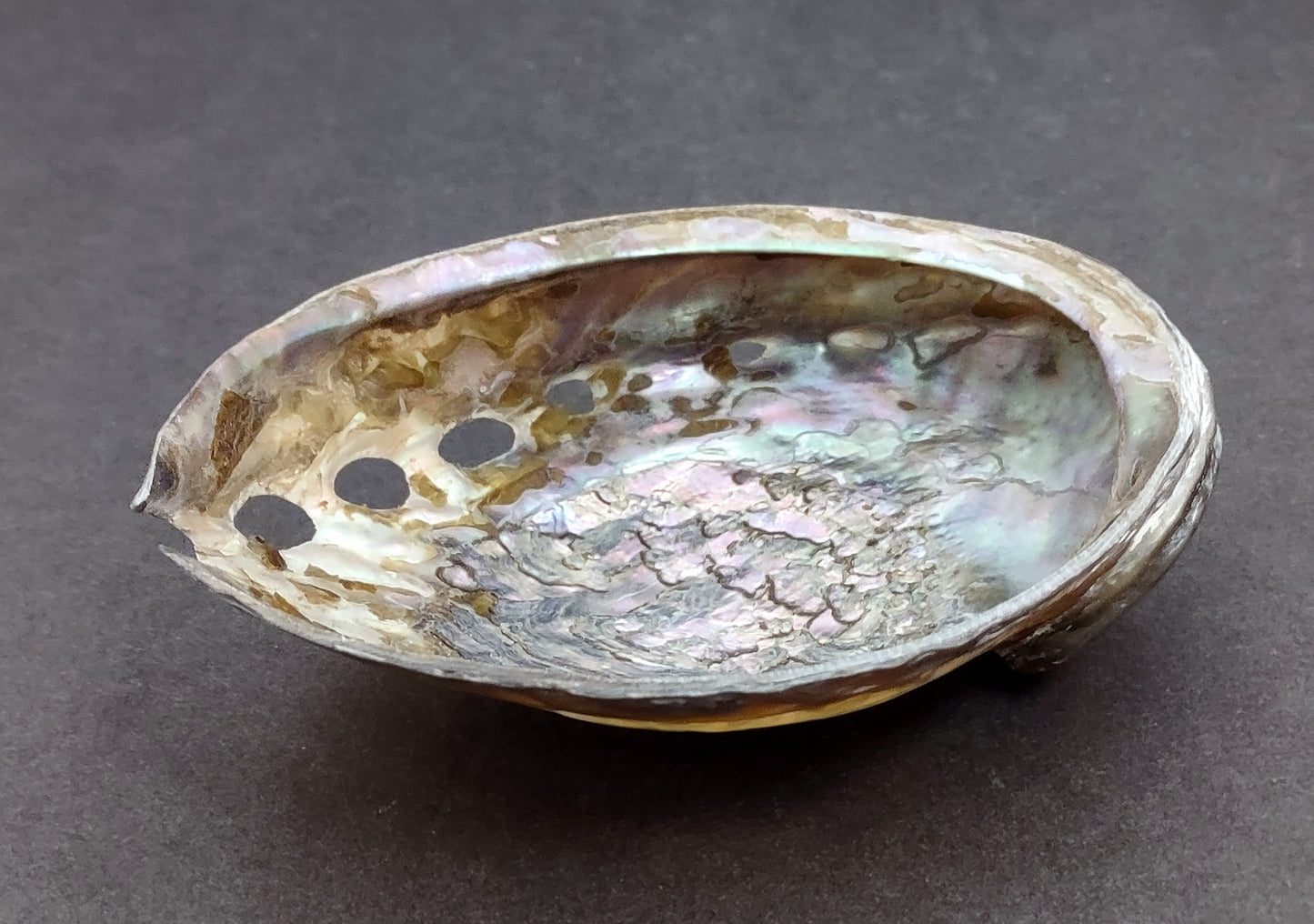Polished Pink Abalone (5-6") Haliotis Corrugata. Spiral shell with ribbing along one edge and a spiral shape. Copyright 2022 SeaShellSupply.com .