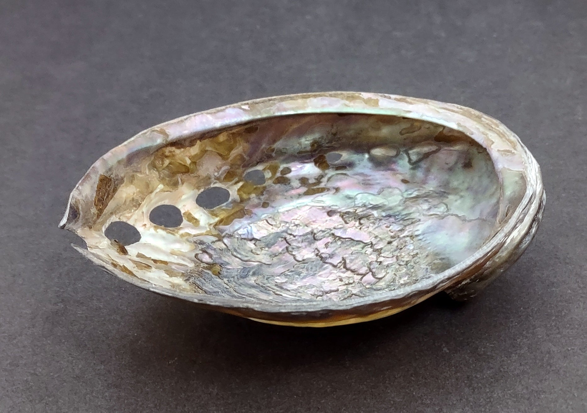 Polished Pink Abalone (5-6") Haliotis Corrugata. Spiral shell with ribbing along one edge and a spiral shape. Copyright 2022 SeaShellSupply.com .