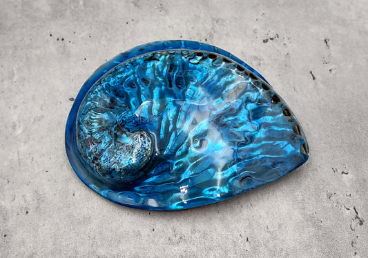 Polished Blue Dyed Abalone Midas Seashell Haliotis Midae (1 shell approx. 5+ inches) Blue tinted shells for display crafts & collecting!