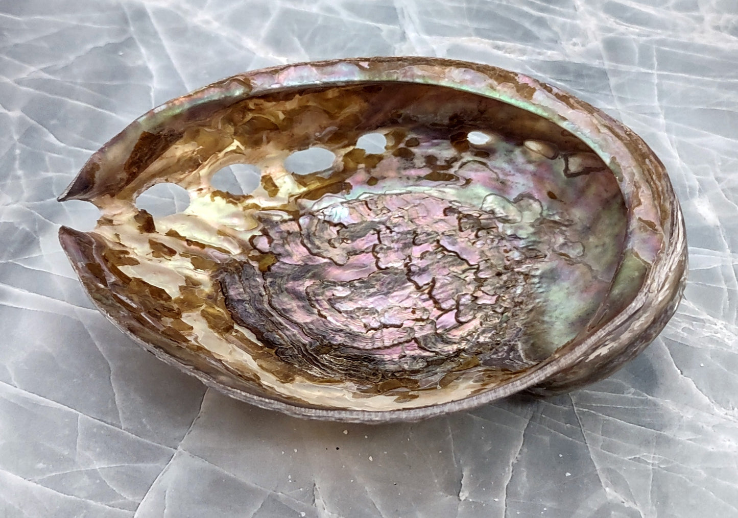 Polished Pink Abalone Seashell Haliotis Corrugata (1 shell approx. 5+ inches) Fun pink shiny shell for coastal crafting decor & collecting!