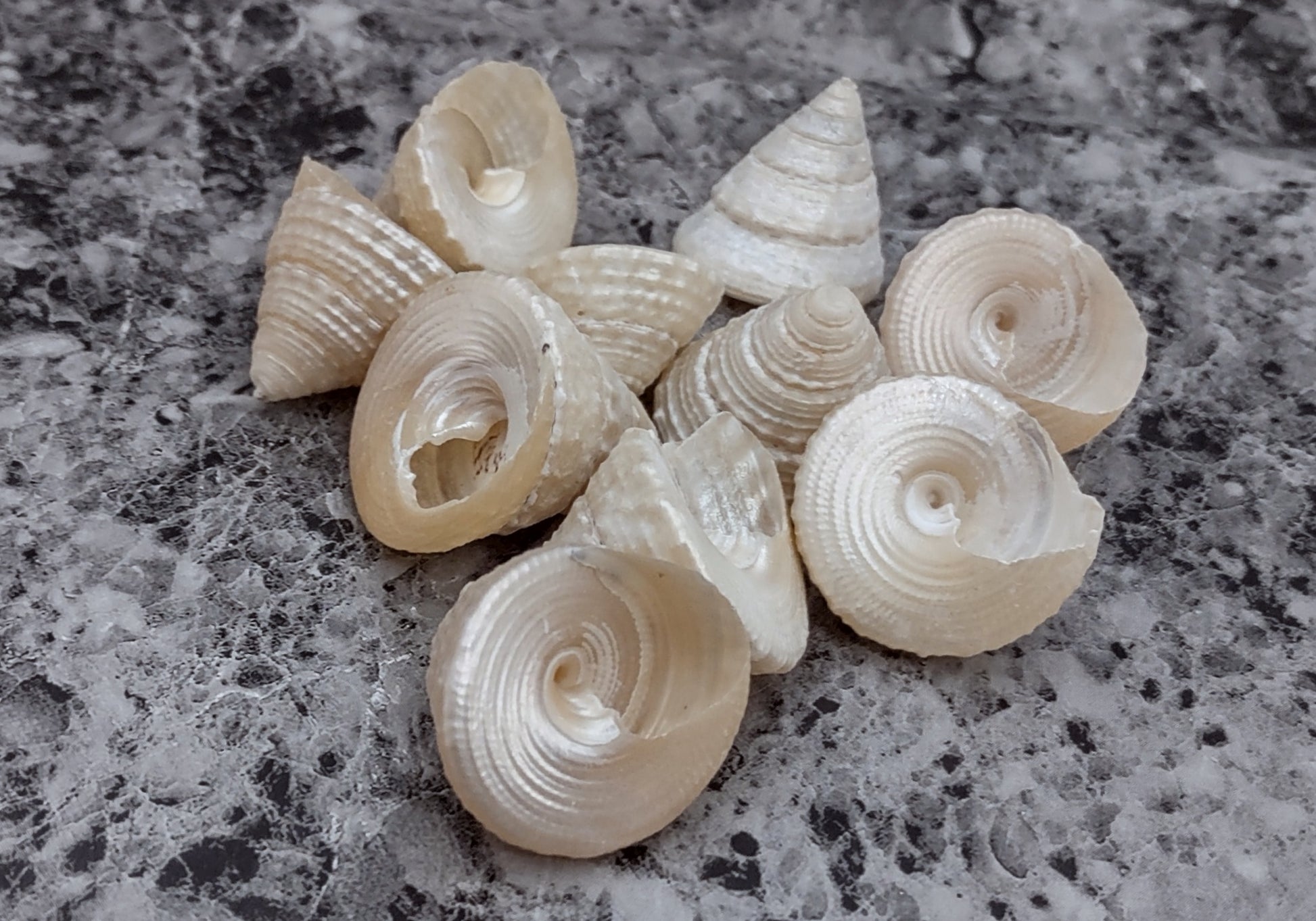 Tiny Venetian Pearl Trochus Seashells (approx. 350+ shells .125-.25 inches)  Perfect Small Shells for art projects, crafts & display filler!