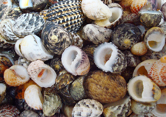 Nerite Shell Assortment (approx. 45-50 shells). Multiple earthly colored shells in a mixed pile, most have different patterns. Copyright 2022 SeaShellSupply.com.