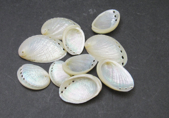 Seashells – seashellmart