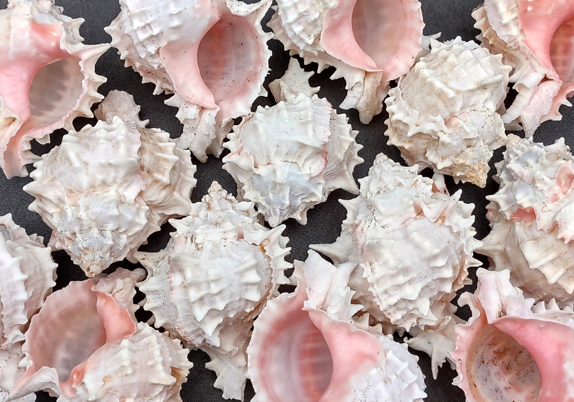 Pink Murex Shell Murex Erythrostomus (2 shells approx. 3+ inches) BL-178 Copyright 2022 SeaShellSupply.com.
