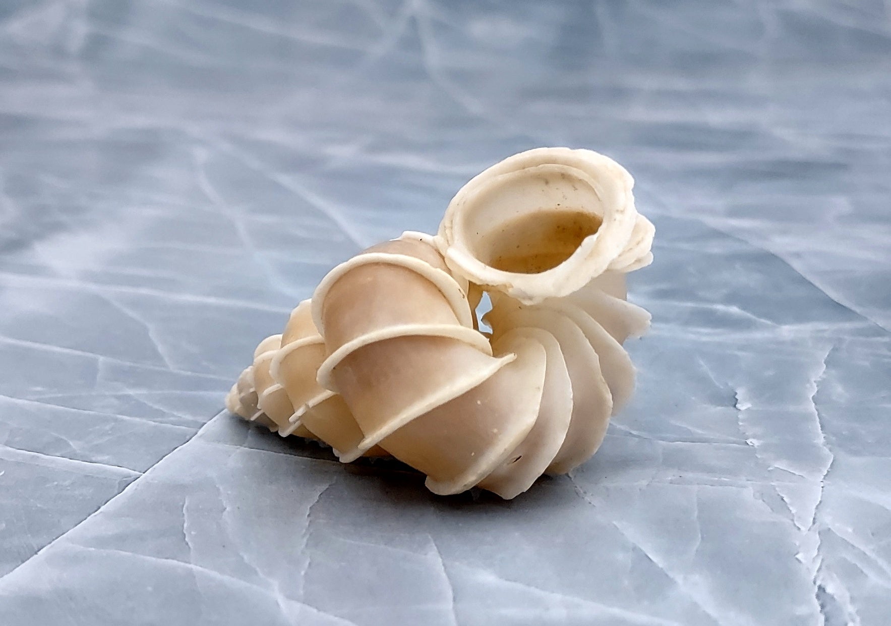 Precious Wentletrap Seashell - Epitonium Scalare - (1 shell approx. 1.5-2 inches).. One spiral shell with unique defining features. Copyright 2022 SeaShellSupply.com.