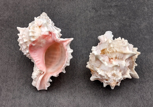 Pink Murex Shell Murex Erythrostomus (2 shells approx. 3+ inches) BL-178 Copyright 2022 SeaShellSupply.com.