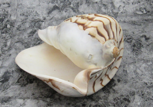 Univalve Shell ID Guide: Conchs, Whelks, Cones, Helmets & More