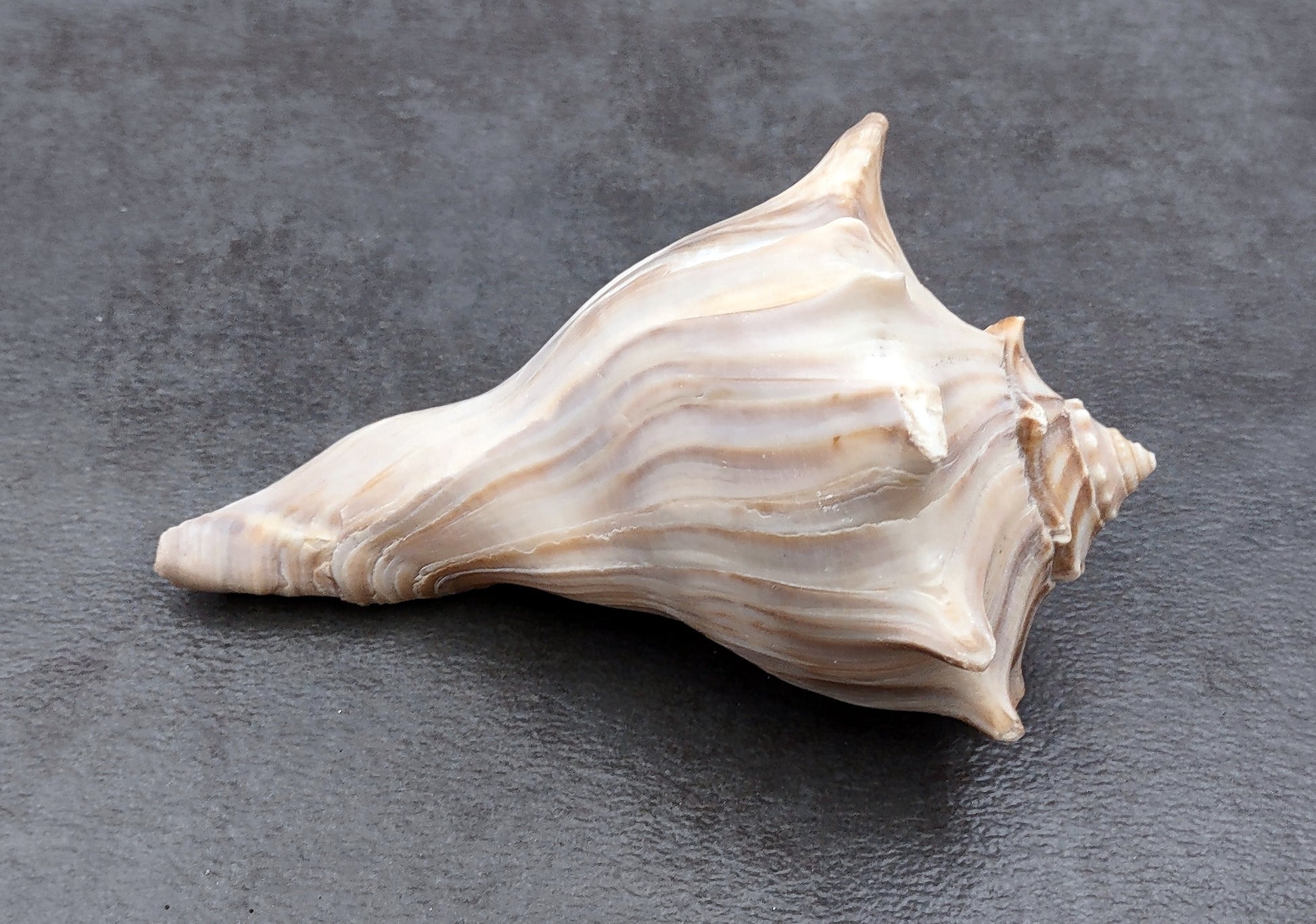 Right Handed Whelk Seashell Knobbed Dark Streaked Busycon Carica (1 shell approx. 5+ inches) Natural sea shells for display & collecting! Light tan spiral shell with smaller spikes. Copy right 2024 SeaShellMart.com
