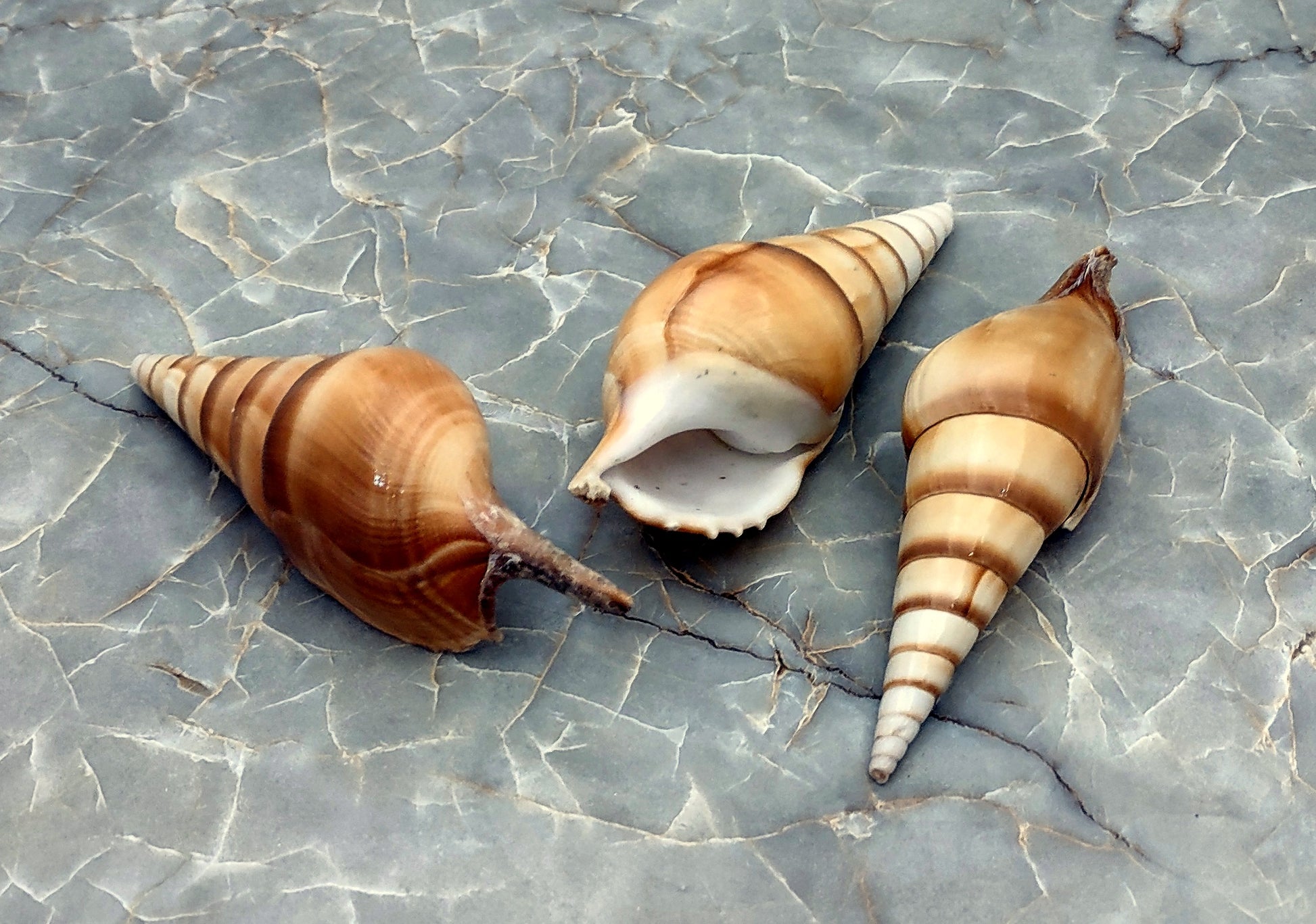 Arabian Tibia Curta Conch Sea Shell - Tibia Insulaechorab - (3 shells approx. 4-5 inches). Three brown ombre spiral shells laying near eachother. Copyright 2022 SeaShellSupply.com .