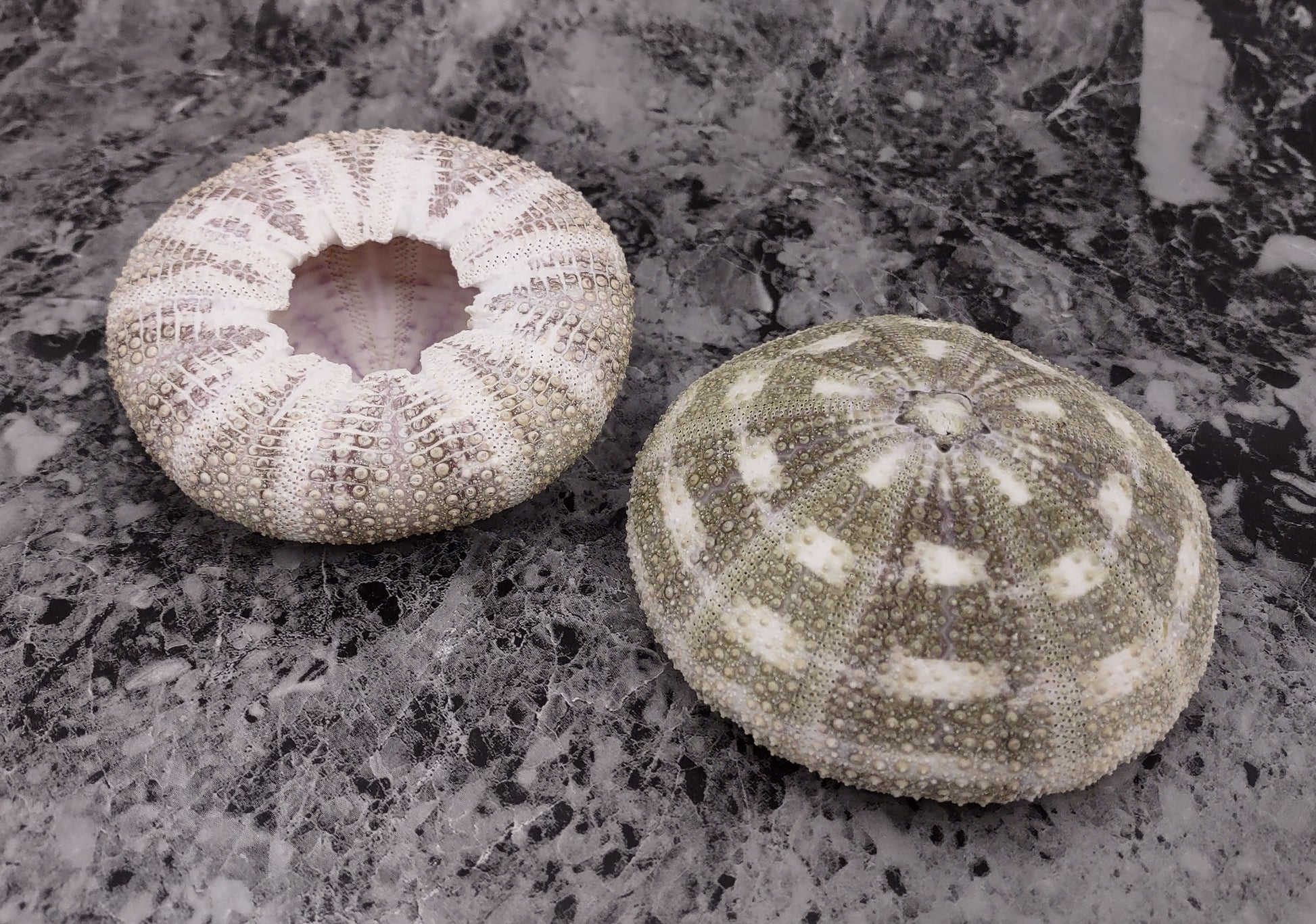 Alfonso (Gator) Sea Urchin - Toxopneustes Pileolus - (2 urchins approx. 3+ inches). Light green and brown textured shells. Copyright 2022 SeaShellSupply.com.
