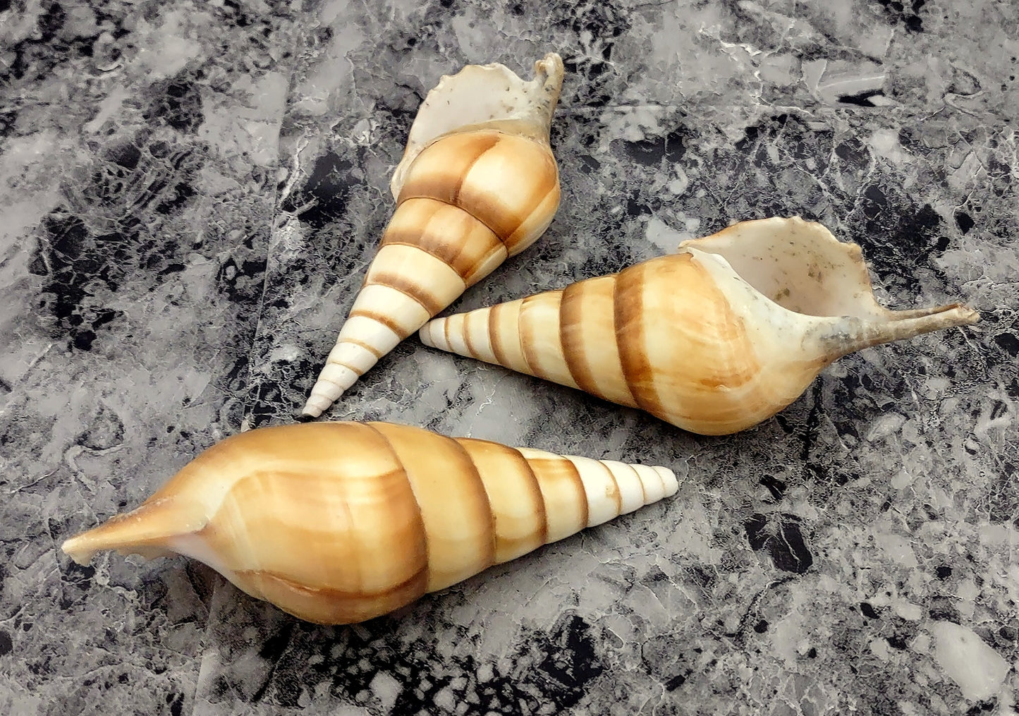 Arabian Tibia Curta Conch Sea Shell - Tibia Insulaechorab - (3 shells approx. 4-5 inches). Three brown ombre spiral shells laying near eachother. Copyright 2022 SeaShellSupply.com .