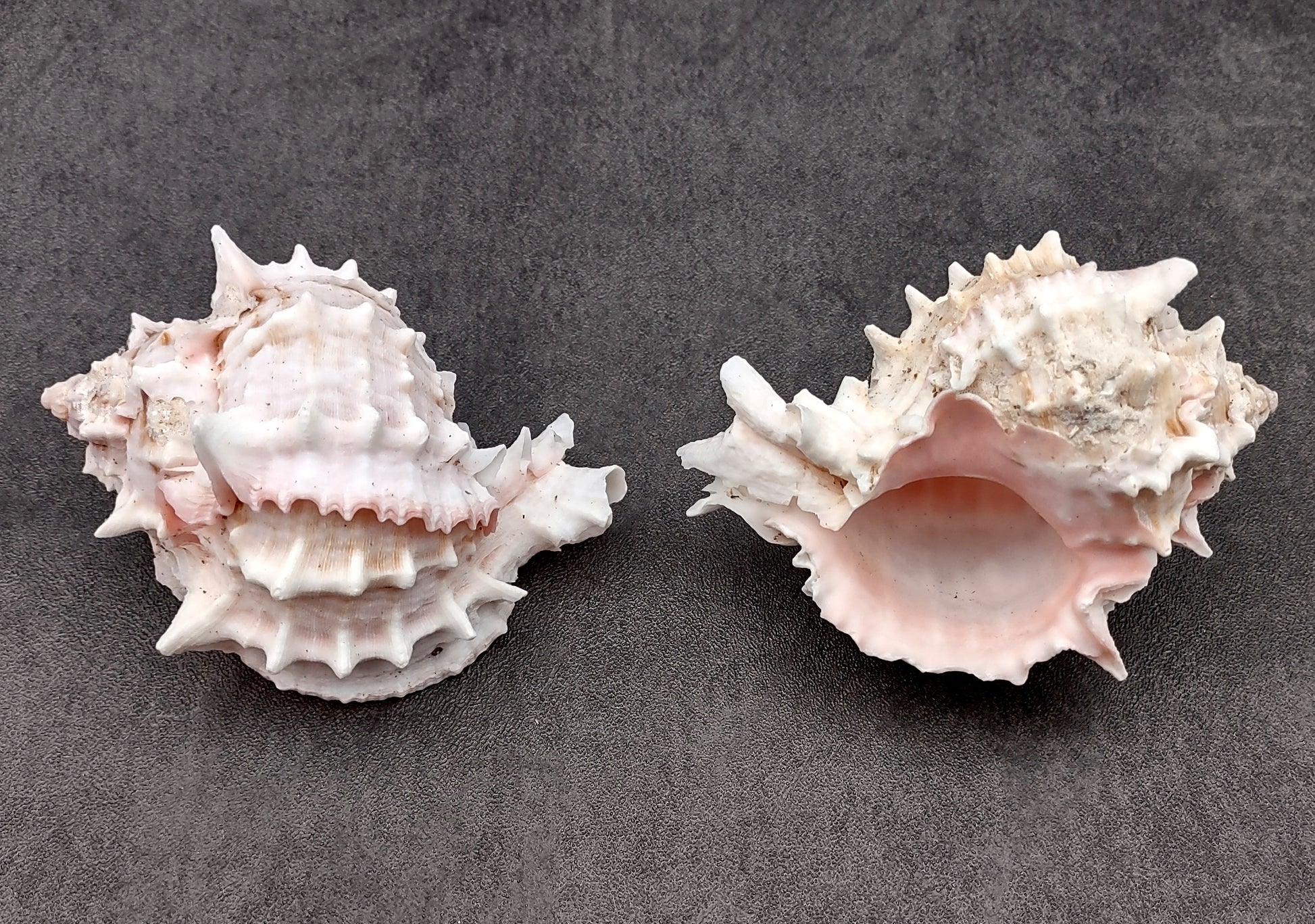 Pink Murex Shell Murex Erythrostomus (2 shells approx. 3+ inches) BL-178 Copyright 2022 SeaShellSupply.com.
