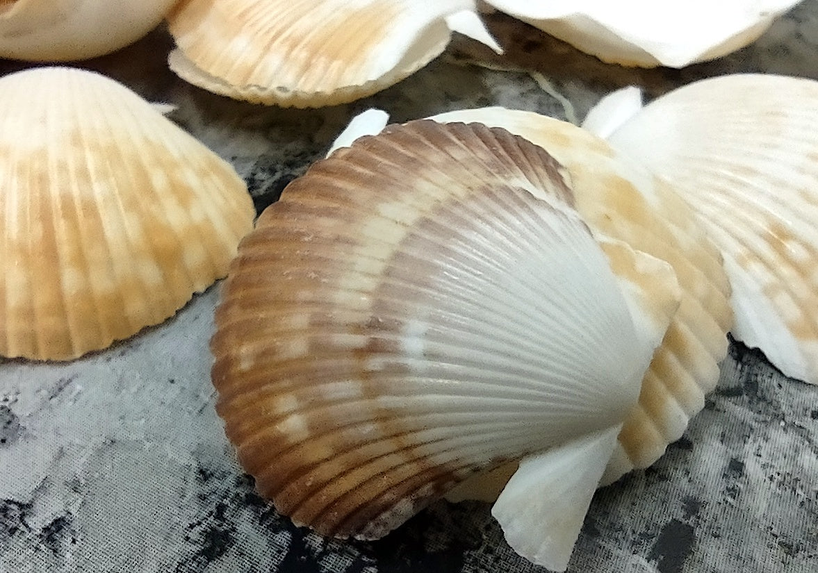 Pixie Cup Scallop Seashells - Pecten Pyxidatus - (15-20 shells approx. 1-2  inches)