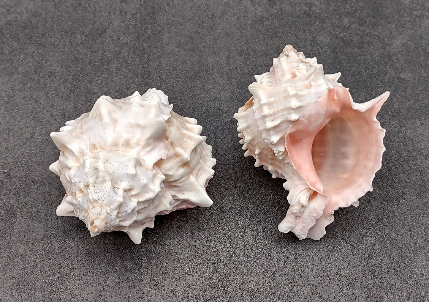 Pink Murex Shell Murex Erythrostomus (2 shells approx. 3+ inches) BL-178 Copyright 2022 SeaShellSupply.com.