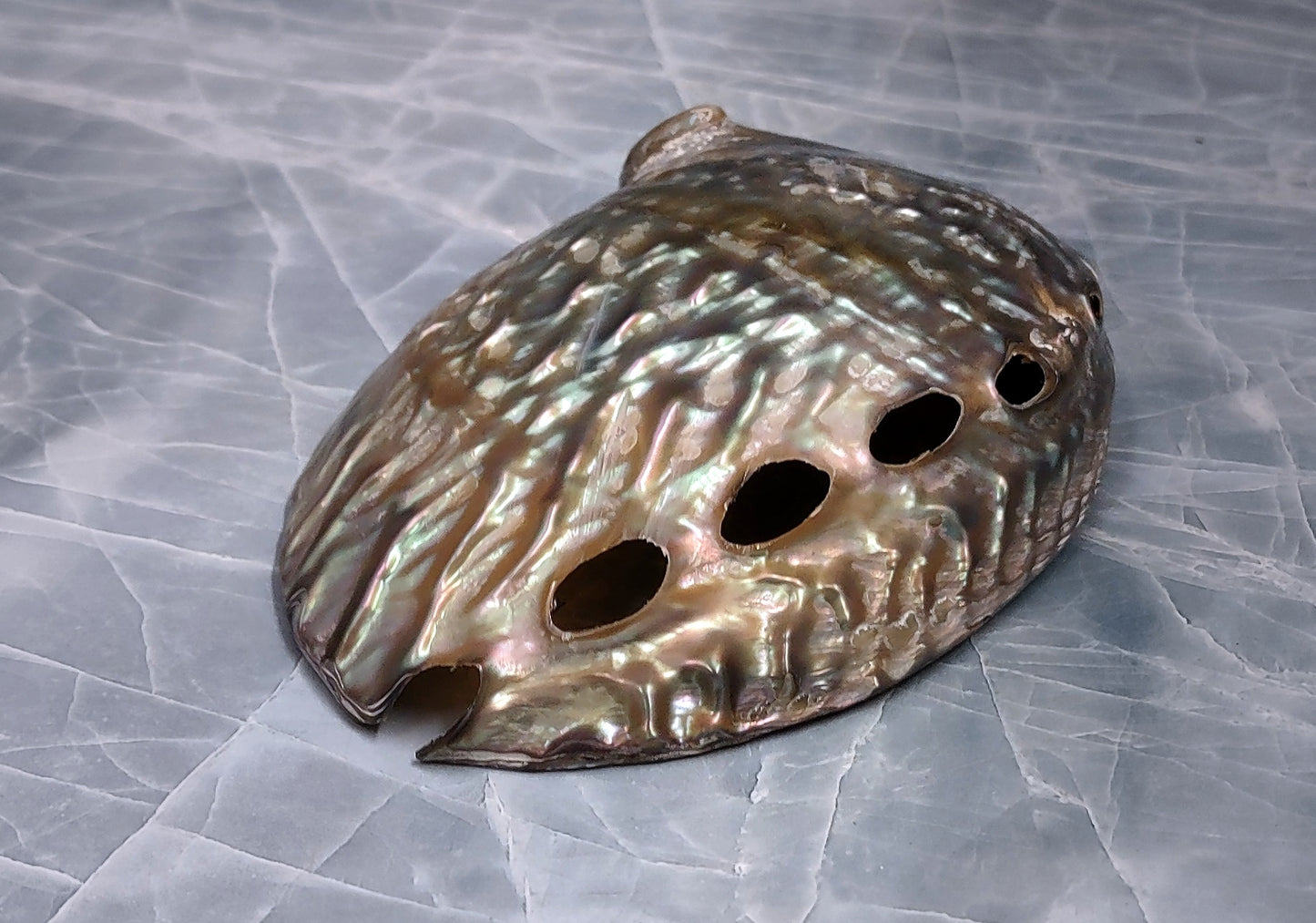 Polished Pink Abalone Seashell Haliotis Corrugata (1 shell approx. 5+ inches) Fun pink shiny shell for coastal crafting decor & collecting!