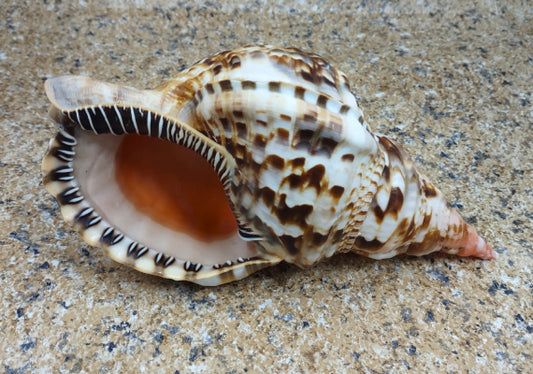 Caribbean Triton - Charonia Tritonis - (1 shell approx. 8-9 inches). Brown, white, and black spotted spiral shell with wide opening on the side. Copyright 2022 SeaShellSupply.com.