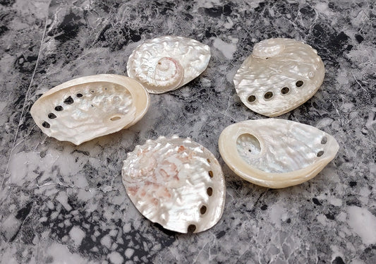 Pearled Oval Abalone Seashells Haliotis Ovina (5 shells approx. 1.25-1.75+ inch) Pearlized sea shell for coastal crafting and display!